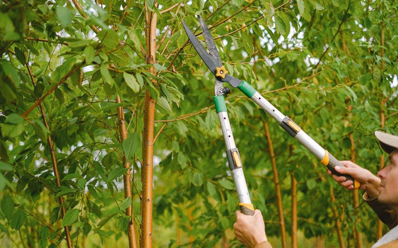 Tree trimming in Rosebud, SD